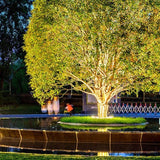 זרקור חיצוני לעץ